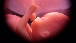 Fetus in womb highlighted in warm pink tones, raising a hand toward its face in a gentle, serene setting. No text visible.