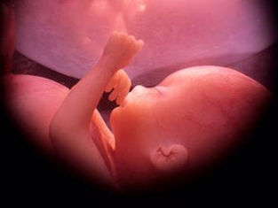 Fetus in womb highlighted in warm pink tones, raising a hand toward its face in a gentle, serene setting. No text visible.