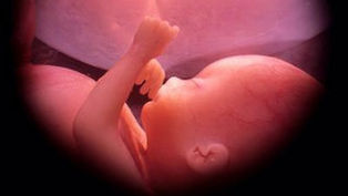 Fetus in womb highlighted in warm pink tones, raising a hand toward its face in a gentle, serene setting. No text visible.