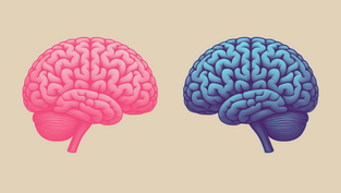Two stylized human brains are side by side on a beige background, one bright pink and the other blue, showcasing intricate details.