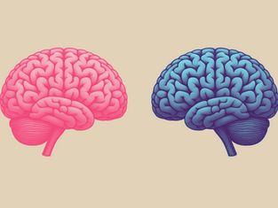 Two stylized human brains are side by side on a beige background, one bright pink and the other blue, showcasing intricate details.