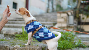 Chihuahua in blue sweater on stone path, focuses on a treat held by a person. The background shows stone steps and greenery.