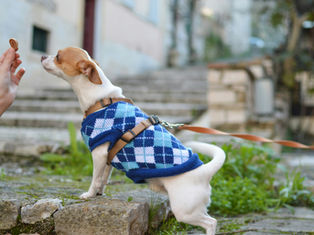 Chihuahua in blue sweater on stone path, focuses on a treat held by a person. The background shows stone steps and greenery.