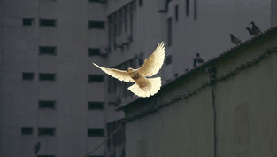 White dove in flight against a dark urban building background, pigeons on a rooftop edge, conveying peace and contrast.