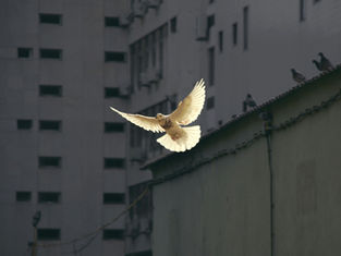 White dove in flight against a dark urban building background, pigeons on a rooftop edge, conveying peace and contrast.