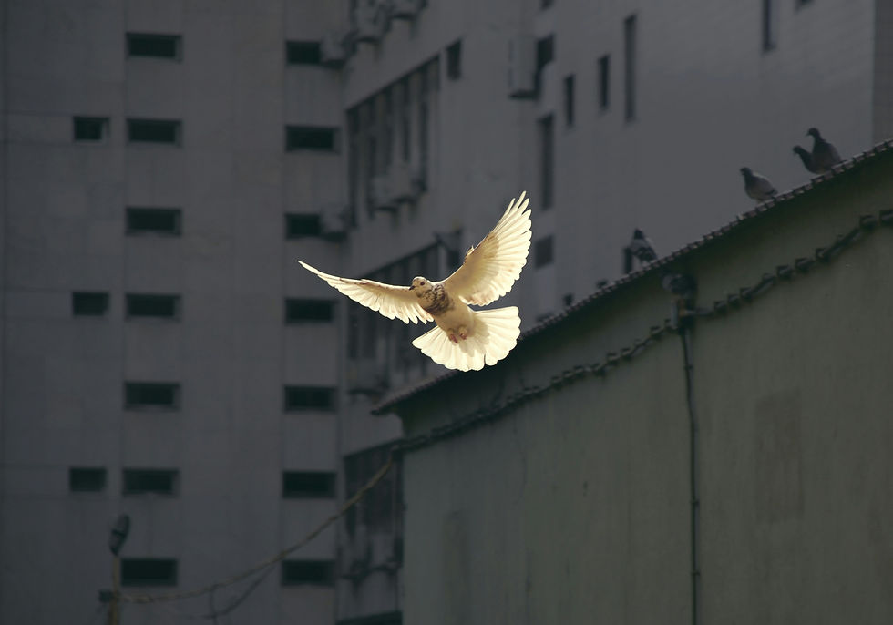 White dove in flight against a dark urban building background, pigeons on a rooftop edge, conveying peace and contrast.