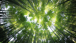 Tall bamboo trees reaching skyward, forming a green canopy. Sunlight filters through leaves, creating a serene, natural setting.