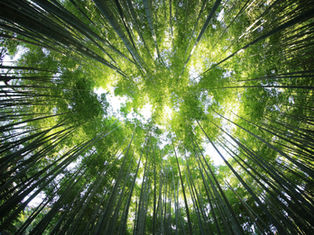 Tall bamboo trees reaching skyward, forming a green canopy. Sunlight filters through leaves, creating a serene, natural setting.