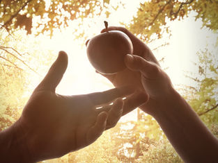 Two hands in a sunlit forest exchange a red apple. Leaves create a dappled pattern, highlighting a serene, golden ambiance.