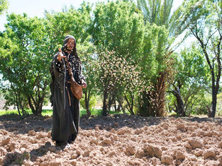 A person in traditional attire scatters seeds on plowed soil. Green trees in the background. Daytime, calm and natural setting.