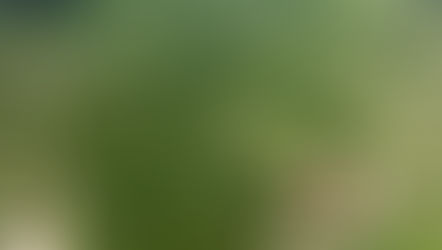 Aerial view of lush green forest, dirt roads, and a small pond in a rural area. Roads intersect near a single building.