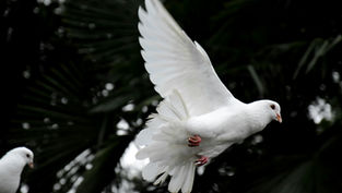 White dove in flight with outstretched wings against a dark, leafy background, conveying a sense of peace and freedom.
