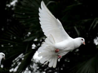 White dove in flight with outstretched wings against a dark, leafy background, conveying a sense of peace and freedom.