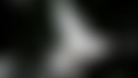 White dove in flight with outstretched wings against a dark, leafy background, conveying a sense of peace and freedom.