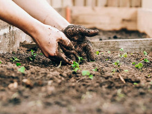 Lent: A time of weeding, a time for love