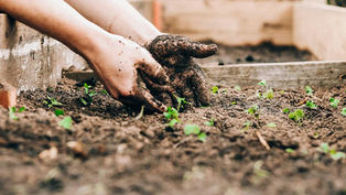 Lent: A time of weeding, a time for love
