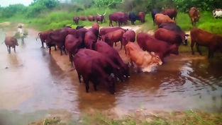 Denver faithful buy cows for struggling African diocese