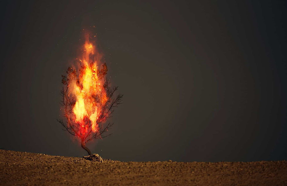 An image of a burning thorn bush christian symbol