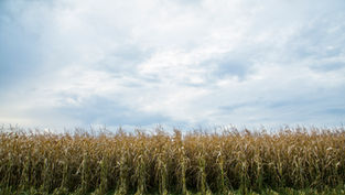 Tall dry cornfield under a bright cloudy sky, with green stubble in the foreground and a calm rural mood.