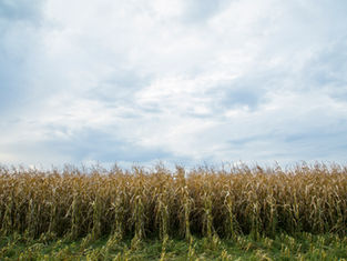 Tall dry cornfield under a bright cloudy sky, with green stubble in the foreground and a calm rural mood.