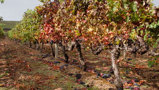 Autumn vineyard rows with colorful grape leaves and clusters of dark grapes on the ground after harvest