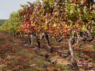Autumn vineyard rows with colorful grape leaves and clusters of dark grapes on the ground after harvest