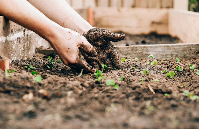 Hands reaching in to dirt with a seedling growing out of it